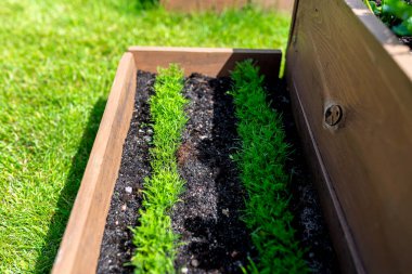 Bahçedeki çimlerin üzerinde duran çeşitli sebzelerle dolu ahşap bir sandık..