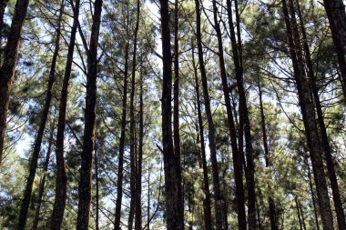 Pine forest in Jogja or called Hutan Pinus during pandemic