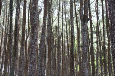 Pine forest in Jogja or called Hutan Pinus during pandemic