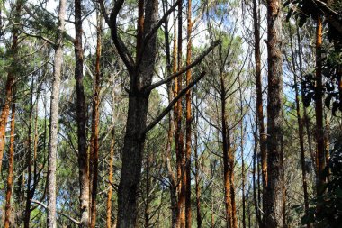 The pattern of pine tree in Yogyakarta, Java, Indonesia