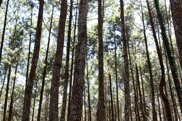 The pattern of pine tree in Yogyakarta, Java, Indonesia