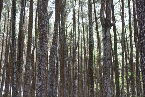 Pine forest in Jogja or called Hutan Pinus during pandemic