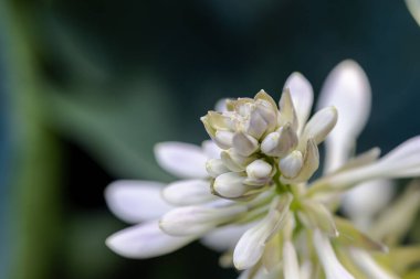 Two peach lilies with a green background
