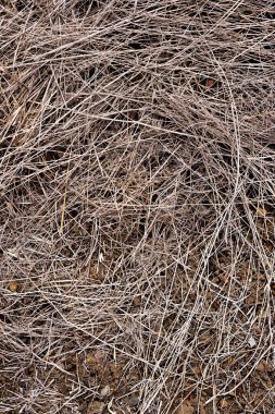 Pile of loose hay