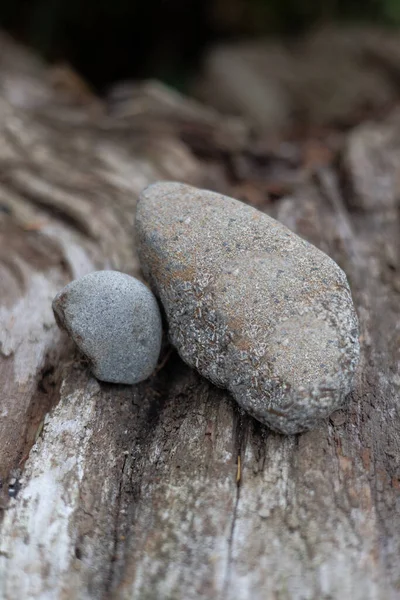 Two Rocks Piece Wood — Stock Photo, Image