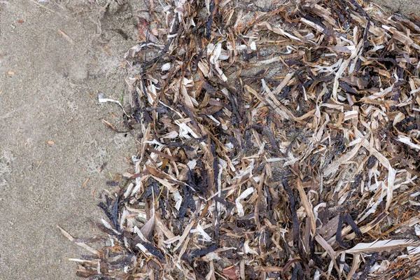 Stock image Pile of dried seaweed on sand