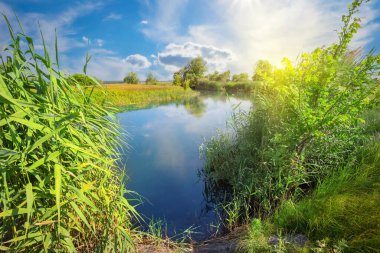 Blue lake or river with green reeds on the shore on a sunny day. positive