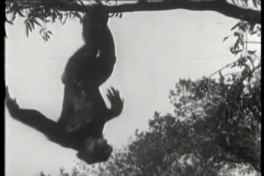 oynak maymun ağaca tutunan