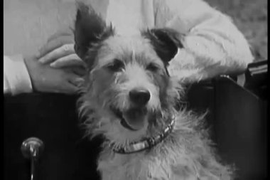 sevimli köpek top ile araba koltuğunda oturarak