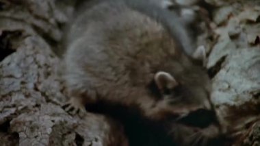 Rakun rock den dışında 1980'lerde tırmanma Close-up