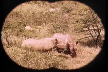 Afrika 'da otlayan gergedan dürbünleri yoluyla bakış açısı