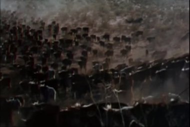 Ovalar arasında 1960'larda dolaşım sığır sürüsü