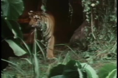 mağaradan gelen kaplan