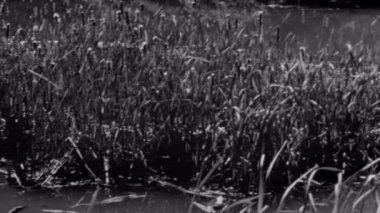 Bataklık sağdan sola kaydırma