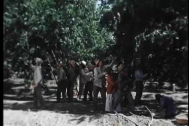 Ağaçlardan meyve sallayan göçmen işçilerin geniş açılı görüntüsü