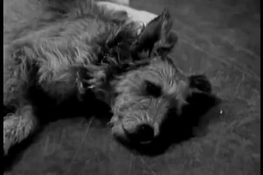 köpek kat üzerinde rahatlatıcı bir close-up