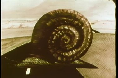 carretera cruce ancho tiro caracol gigante