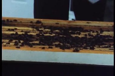 Arıcıların kovandaki çerçeveyi kaldırma görüntüsünü kapat