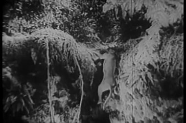 Büyük Danimarkalılar ormanda tepeye tırmanmaya çalışıyor.