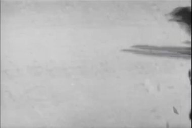 1930'larda bir atlı arabayla çalışan köpek