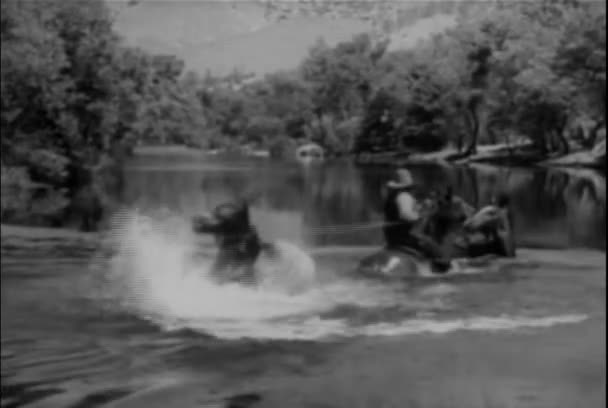 Packhorse Lotta Liberarsi Dall Uomo Nel Fiume 1930 — Video Stock