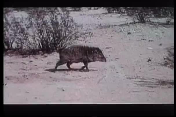 Kuru Arazi Üzerinde Yürüyen Javelina — Stok video