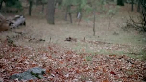 Puma Läuft Wald Und Blickt Bäumen Auf 1980Er Jahre — Stockvideo