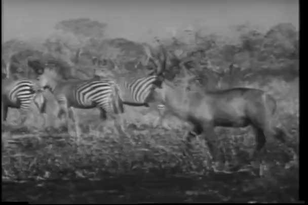 Brett Vinkel Visa Besättning Zebror Och Antiloper Afrika — Stockvideo