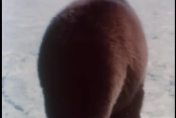 Beruang Grizzly Berjalan Salju — Stok Video
