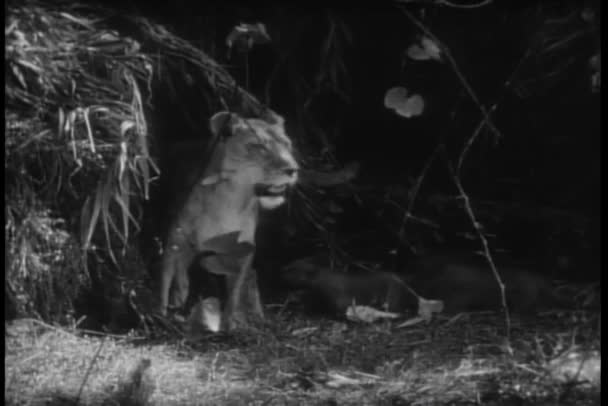 丛林里的斑马 狮子和猴子 — 图库视频影像