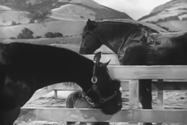 Две Лошади Жеребенок Загоне — стоковое видео