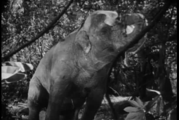 蒙太奇的大象 狮子和斑马在丛林中 — 图库视频影像