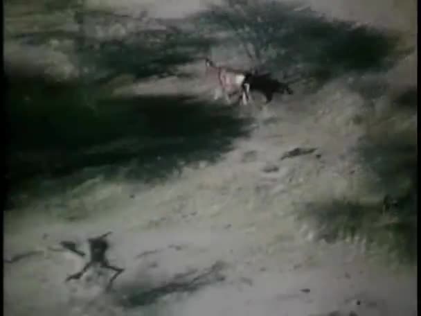 从飞行器上看到的在森林中奔跑的动物 — 图库视频影像