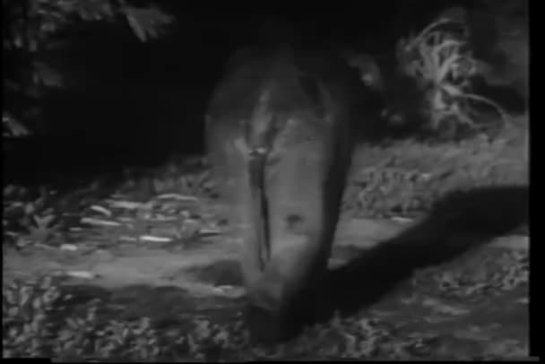 Widok Tyłu Słonia Dziecko Spacery Dżungli — Wideo stockowe