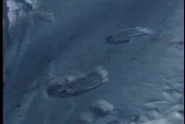 在雪中的血污爪子的跟踪拍摄打印 — 图库视频影像