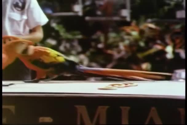Papagei Rollschuhlaufen Auf Miniatur Schlittschuhen — Stockvideo
