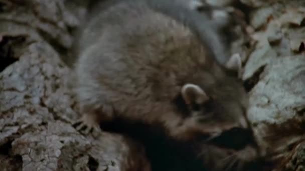小浣熊爬出岩石窝的特写 二十世纪八十年代 — 图库视频影像