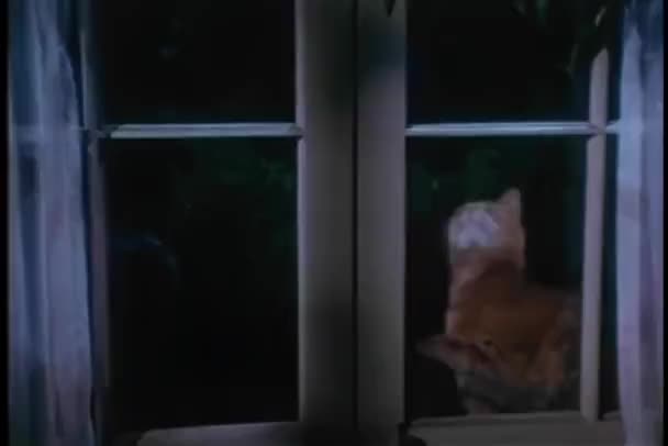 Две Бродячие Кошки Пытаются Проникнуть Комнату Через Окно — стоковое видео