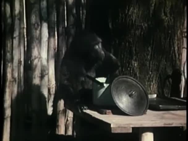 Scimmia Nera Che Cibo Utensile — Video Stock