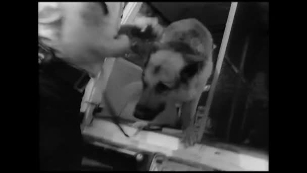 1960 バンの外の警察犬を取って三人の警官 — ストック動画