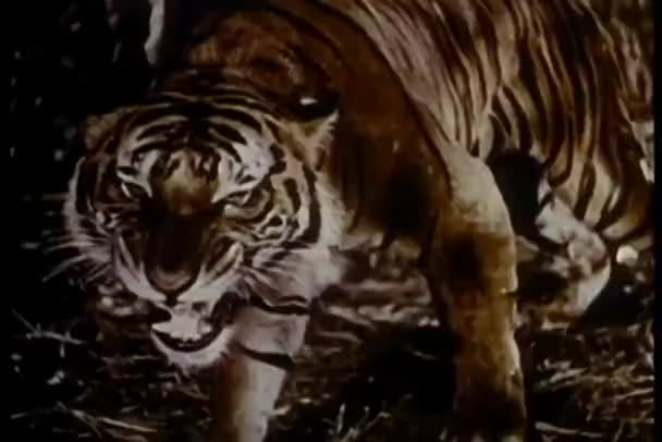 Γρυλίζει Τίγρης Στο Κυνήγι Κοντινή Θέα — Αρχείο Βίντεο