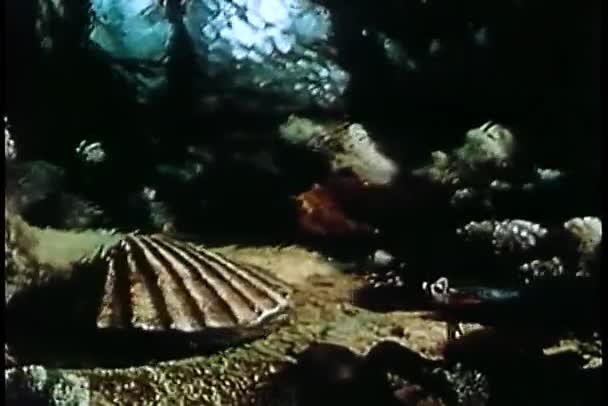 ปลาเร านหอยท นาฬ กากระเป าภายในเปล — วีดีโอสต็อก