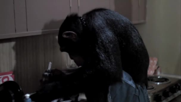 Monkey Pulizia Pentola Con Spazzola Scrub Cucina — Video Stock