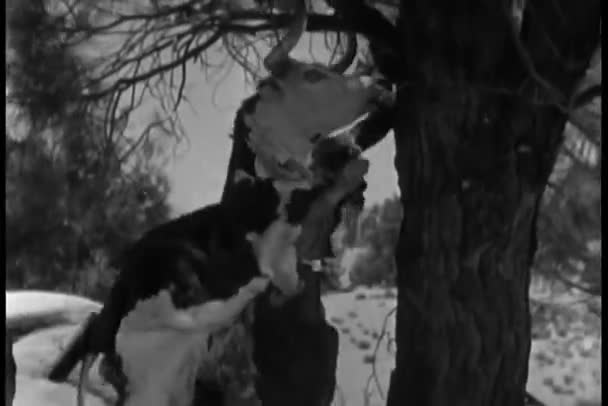Homens Traje Couro Trepando Árvore Para Escapar Cobrando Vaca — Vídeo de Stock