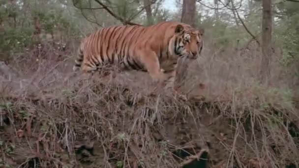 Tiger Peering Side Cliff Running Away 1980S — Stock Video