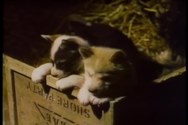 Twee Puppies Houten Kist — Stockvideo