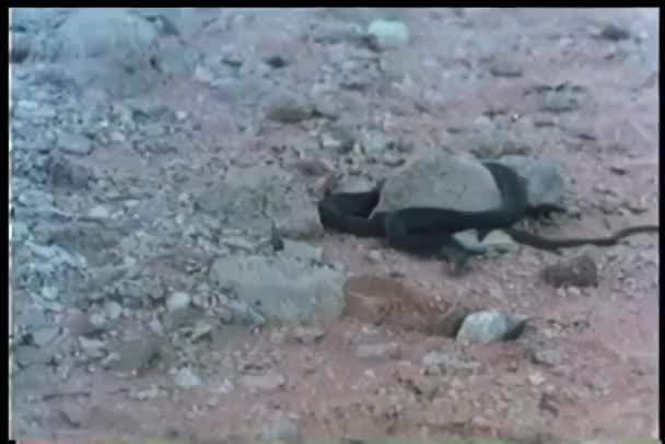 Kara Yılan Kayalık Arazide Sürünüyor — Stok video