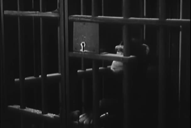 Μαϊμού Ξεκλείδωμα Ίδιος Από Κλουβί Δεκαετία 1950 — Αρχείο Βίντεο