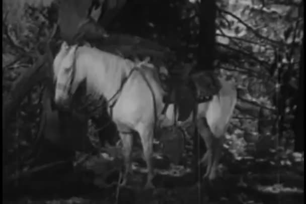 Kuda Putih Menggadaikan Tanah — Stok Video