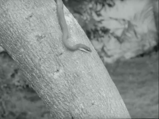 Змея Ползает Стволу Дерева Траве Воде 1970 Годы — стоковое видео